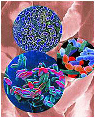 Схематичное изображение микрофлоры кишечника