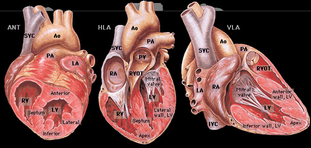Схематичное изображение сердца
